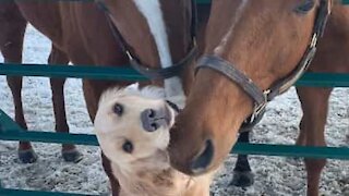 Ce chien s'entend à merveille avec les chevaux