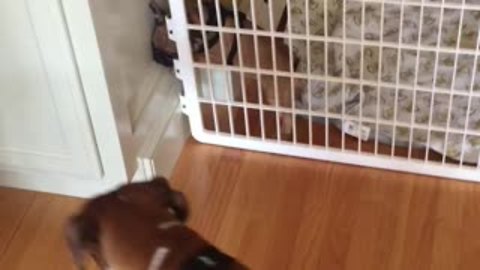 Dog helps puppy escape from pen