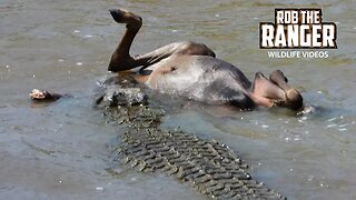 Crocodile Holding Onto Its Prey | Maasai Mara Safari | Zebra Plains