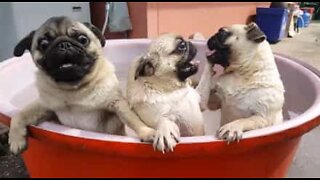 Pugs bebés adoram a hora do banho!