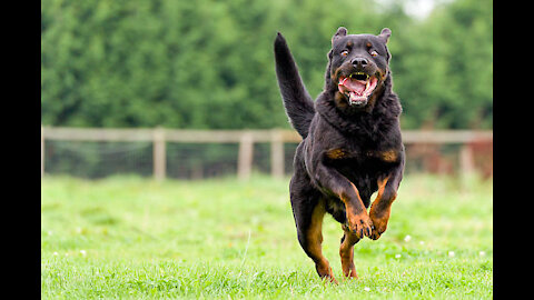 ANGRY Rottweiler's ATTACKS!!