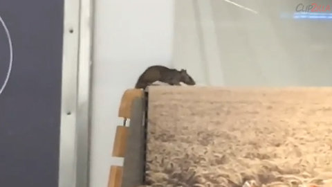 Rat Filmed Running Across Supermarket Bread Shelf