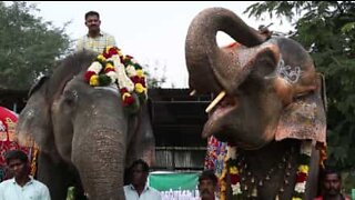 Hellige elefanter på vei til en stund med velvære på et indisk spa