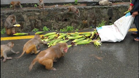 feeding green maize || monkey like to eat green maize || feeding street dog and hungry monkey