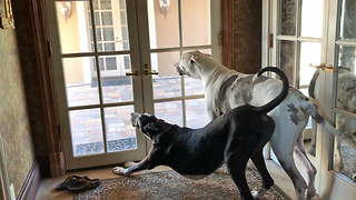 Clever Great Danes Greet Owner and Deliver Groceries