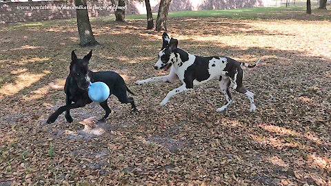 Happy Great Danes Love To Run and Play Ball Games ~ 2000 th Video