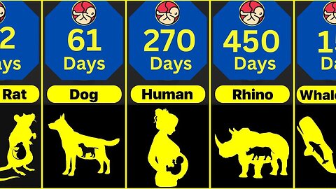Animals Pregnancy Period Comparison | Shortest To Longest Animals Gestation Period
