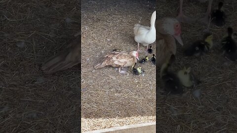 Momma Goose with momma Muscovy coparenting. #blessed #familyfarm #farmlife #homesteading #babyduck