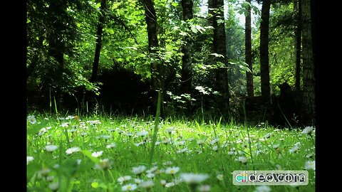 Chirping Birds in the Forest: Experience the Natural Ambience of a Forest Through Sound!