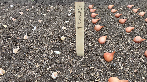 Planting Garlic & Shallots