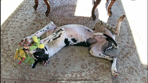 Funny Great Dane Puppy Wrestles With Alligator Toy