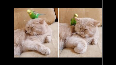 Funny Parrot's best friend is a sweet and gentle cat