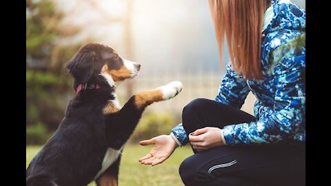 Dog Jumping backwards | Doggy training