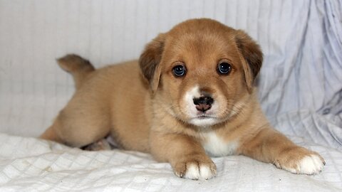 A rescued stray puppy amazed everyone with his stunning transformation.