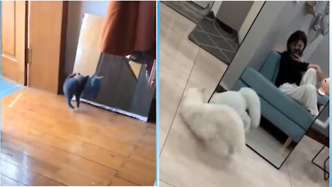 I can't Stop seeing this Short Video🤣 - Cat Scared of her Mirror Reflection | Cute And Funny Pets