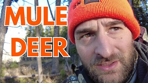 Wyoming Mule Deer | Persistence Pays Off!