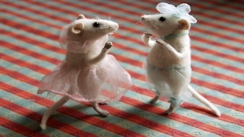 Funny Rat dance 2021 Dance