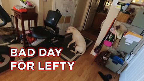 Lefty Is Down With A Paw Injury | Update Coming Tomorrow After Doc Visit | Sad Video Warning