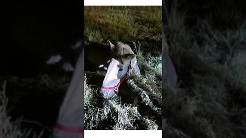 Watch Sinking horse rescued from Colorado bog #shorts #weirdnews #bizarrenews