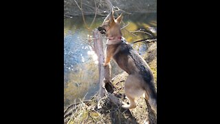 Fearless German Shepherd scared of a ghost?