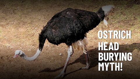 Do Ostriches Really Bury Their Heads in the Sand?