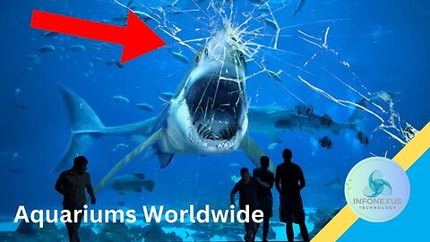 Why Great White Sharks Are Absent from Aquariums Worldwide