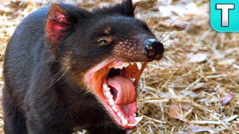 Why the Tasmanian Devil is So Important to Australia | World's Weirdest Animals
