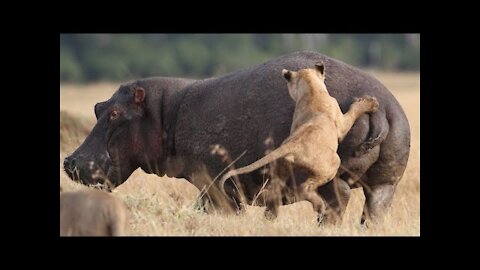 Wild Video Hippo Bites the Lion very Hard in wild africa