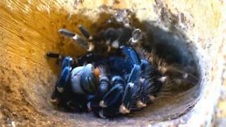 Une caméra filme la mue d'une mygale