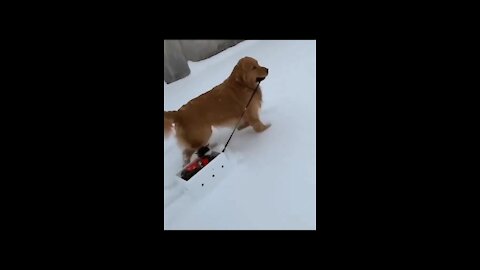 Cat pulled by the dog in snow