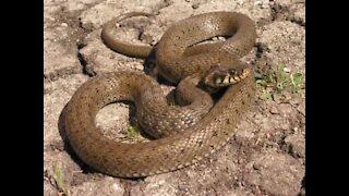 Cobra mais venenosa do mundo é encontrada dentro de casa
