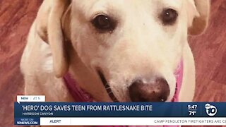 'Hero' dog saves East County teen from rattlesnake bite