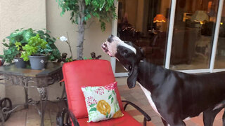 Funny Great Dane Stretches to Drink Raindrops