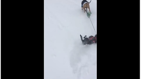 Small dog attached to Pit Bull's leash gets dragged in the snow