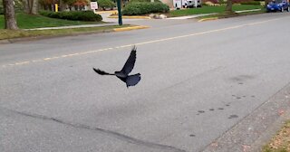 Crow walked, ran, then flew crossing the street