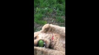 Standard Poodle Tennis Ball Trick