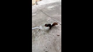 Squirrel buddy stops by for a treat