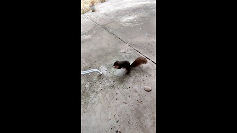 Squirrel buddy stops by for a treat