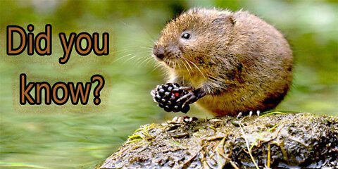 03-Things you need to know about WATER VOLES_