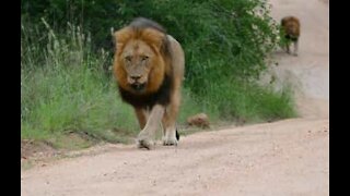Rencontre intense entre des touristes et des lions