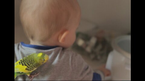 A Beautiful Baby Plays with his Friend Bird
