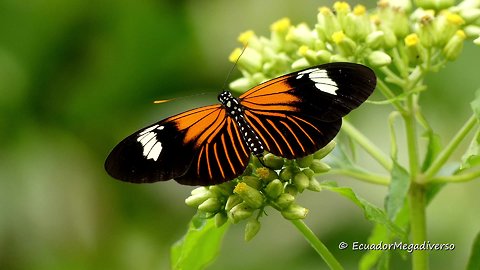 Red Postman Butterfly shows off stunning colors in rainforest