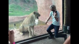 Lioness can't stand violinist's serenade