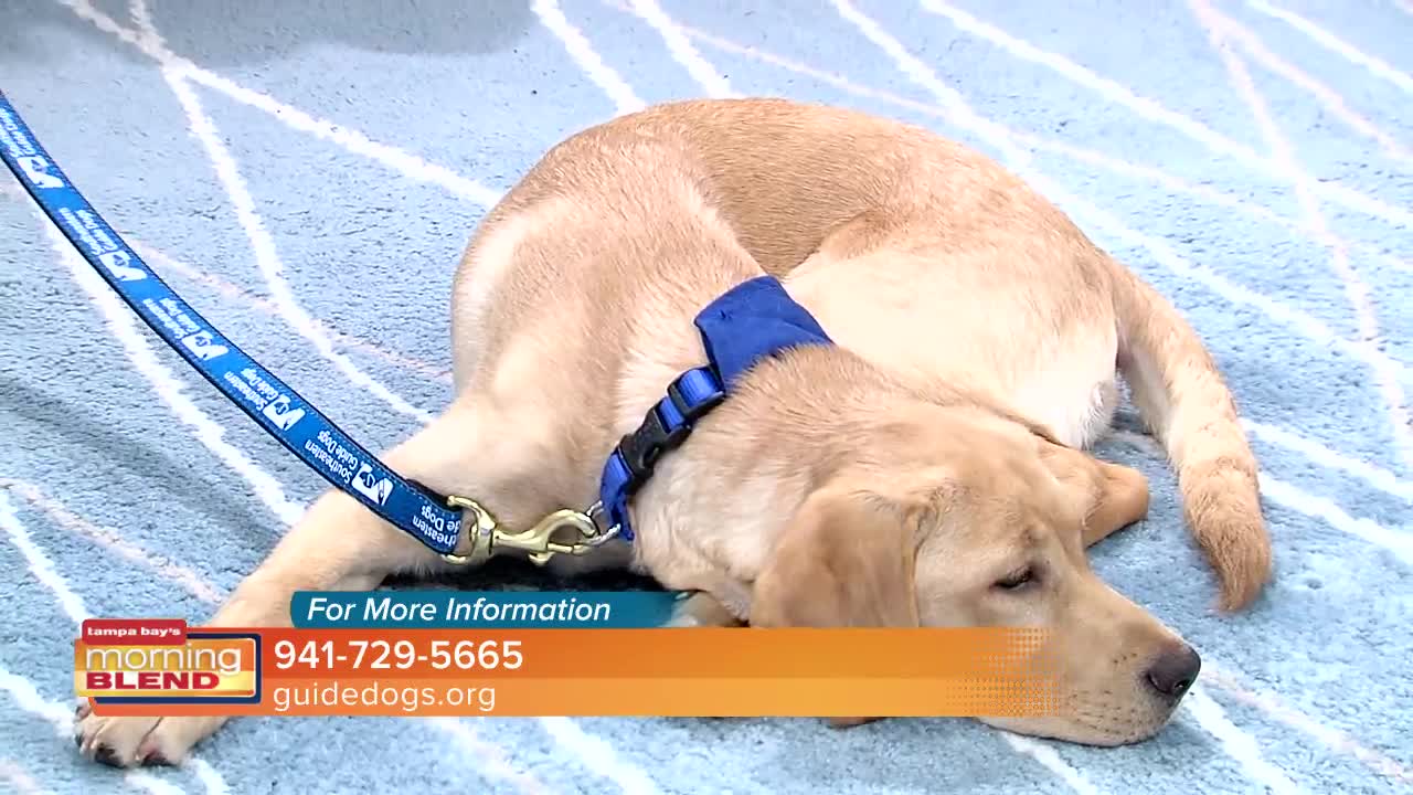 Southeastern Guide Dogs | Morning Blend