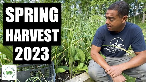 Spring Permaculture Harvest 2023 // Comfrey and Garlic Experiment