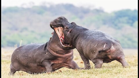 Clash of male hippos