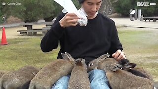 Centinaia di conigli vivono in un'isola chiamata Okunoshima