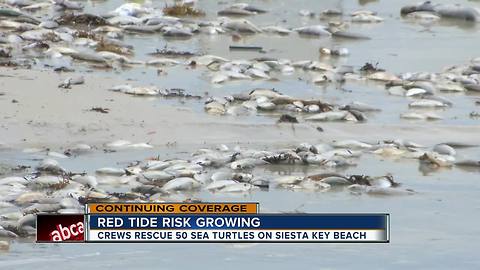 Dozens of sick sea turtles after red tide hits Siesta Key