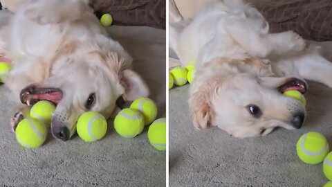 Sensory overload: Golden Retriever plays with lots of tennis balls