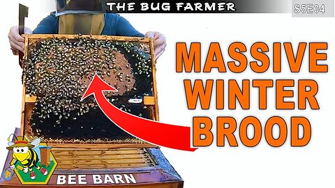 MASSIVE WINTER BROOD & SPECIAL GUEST. | Bee Barn Beekeeping #beekeeping #insects